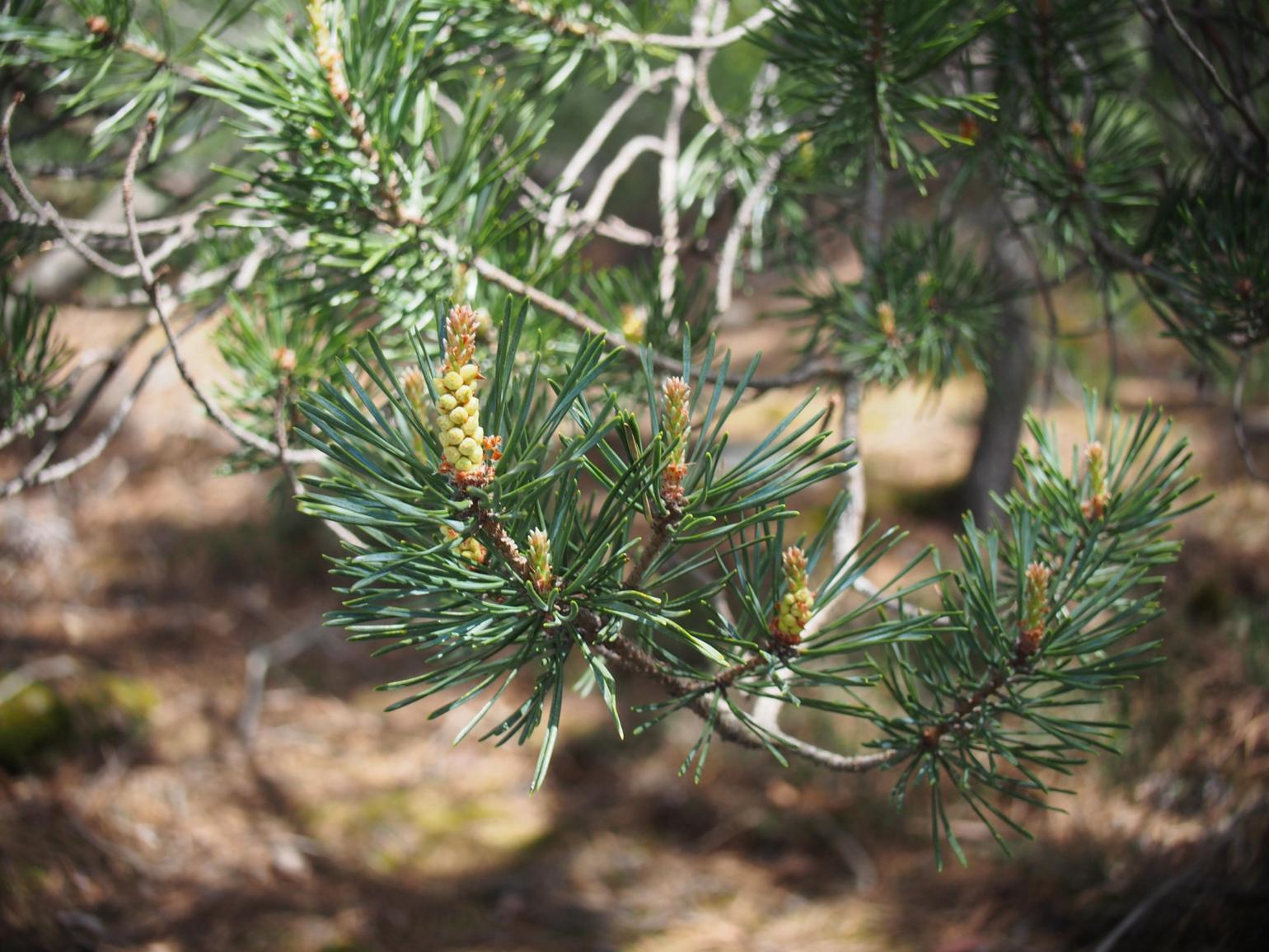 Pine, Corsican